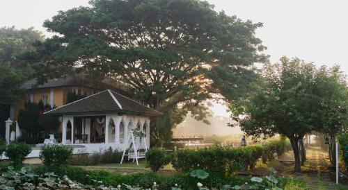 20,000㎡Thai family with ancient trees in front of door and rice fields in front of it, it's nothing like being a farmer
